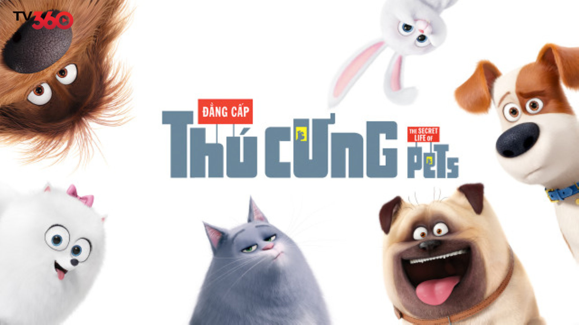 Sự vui nhộn, đáng yêu của những thú cưng luôn khiến bạn “rụng tim”