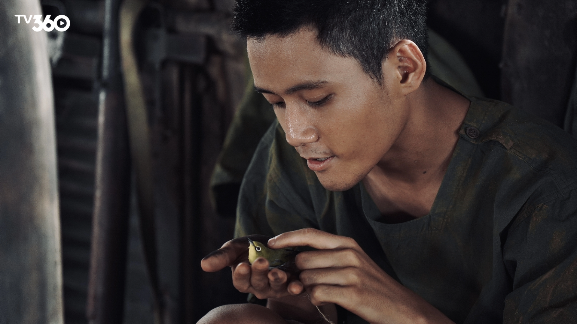 Chú chim nhỏ tượng trưng cho khát vọng tự do và hòa bình